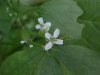 Garlic Mustard (Alliaria petiolata)