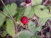 Indian Strawberry berry (Duchesnea indica)