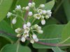 Indian Hemp (Apocynum cannabinum) (A Dogbane - True Hemp is Cannabis; another family)