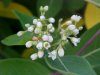 Indian Hemp (Apocynum cannabinum) (A Dogbane - True Hemp is Cannabis; another family)