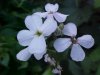 Dame's Rocket; Dame's Violet; Mother-of-the-Evening (Hesperis matronalis)