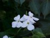 Dame's Rocket; Dame's Violet; Mother-of-the-Evening (Hesperis matronalis)