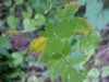 Greater Celandine; Wartweed (Chelidonium majus)