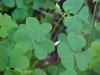 Yellow Wood Sorrel; Sour Grass (Oxalis stricta)