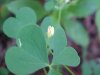 Yellow Wood Sorrel; Sour Grass (Oxalis stricta)
