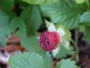 Indian Strawberry (Duchesnea  indica)
