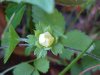 Indian Strawberry (Duchesnea  indica)