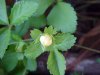 Indian Strawberry (Duchesnea  indica)