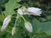 Horse Nettle (Solanum carolinense)