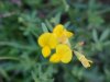 Birdsfoot Trefoil (Lotus corniculata)