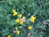 Birdsfoot Trefoil (Lotus corniculata)