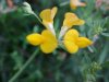 Birdsfoot Trefoil (Lotus corniculata)
