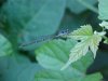 Dragonfly of LDEO, Columbia Univ., Palisades, N.Y., USA