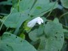 Field Bindweed (Convolvulus arvensis)
