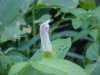 Field Bindweed (Convolvulus arvensis)