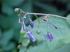 Bittersweet Nightshade; Climbing Nightshade; Deadly Nightshade (Solanum dulcamara)