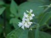 White Sweet Clover (Melilotus alba)