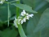 White Sweet Clover (Melilotus alba)