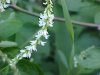 White Sweet Clover (Melilotus alba)