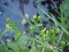 Kidneyleaf Buttercup (Ranunculus abortivus)