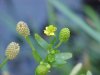 Kidneyleaf Buttercup (Ranunculus abortivus)