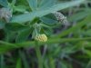 Black Medick (Medicago lupulina)