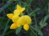 Birdsfoot Trefoil (Lotus corniculata)