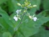Enchanter's Nightshade (Circaea lutetiana)