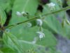 Enchanter's Nightshade (Circaea lutetiana)