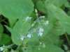 Enchanter's Nightshade (Circaea lutetiana)