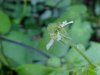 White Avens (Gillenia canadense)