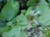 White Avens (Gillenia canadense)