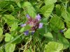 Heal-all; Self-heal (Prunella vulgaris)