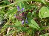 Heal-all; Self-heal (Prunella vulgaris)