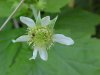 White Avens (Gillenia canadense)