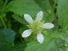 White Avens (Gillenia canadense)