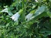 Field Bindweed (Convolvulus arvensis)