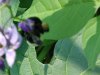 Blurred Bee and Bittersweet Nightshade; Climbing Nightshade; Deadly Nightshade (Solanum dulcamara)