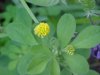 Black Medick (Medicago lupulina)