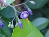 Bittersweet Nightshade; Climbing Nightshade; Deadly Nightshade (Solanum dulcamara)
(its toxin is not fatal)