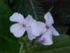 Dame's Rocket; Dame's Violet; Mother-of-the-Evening (Hesperis matronalis)