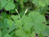 Yellow Wood Sorrel; Sour Grass (Oxalis stricta)
