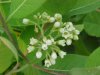 Indian Hemp (Apocynum cannabinum) (A Dogbane - True Hemp is Cannabis; another family)
