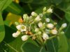Indian Hemp (Apocynum cannabinum) (A Dogbane - True Hemp is Cannabis; another family)