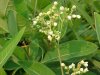 Bee and Indian Hemp (Apocynum cannabinum) (A Dogbane - True Hemp is Cannabis; another family)