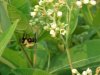 Bee and Indian Hemp (Apocynum cannabinum) (A Dogbane - True Hemp is Cannabis; another family)