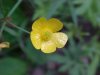 Common Buttercup (Ranunculus acris)