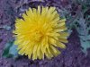 Dandelion in focus