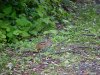 Chipmunks of LDEO, Columbia Univ., Palisades, N.Y., USA