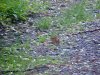 Chipmunks of LDEO, Columbia Univ., Palisades, N.Y., USA